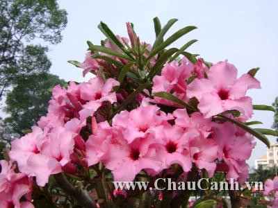 Những Chậu hoa sứ ngày tết cho không khí tràn ngập nắng xuân