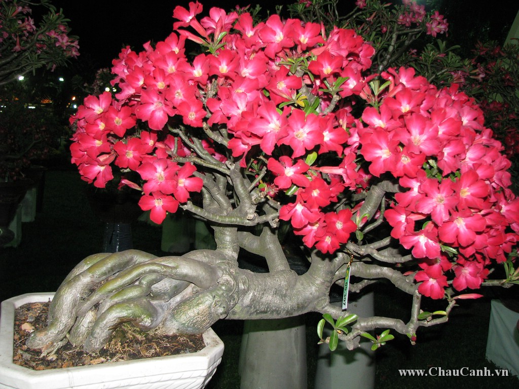 Chậu hoa sứ nếu biết chăm sóc thì sẽ ra hoa rất nhiều