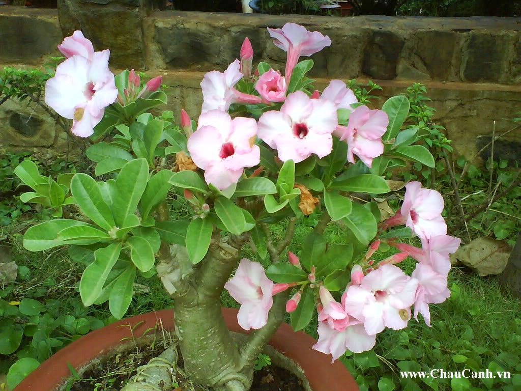 Chậu hoa sứ được rất nhiều người chơi cây cảnh chăm sóc, tạo dáng